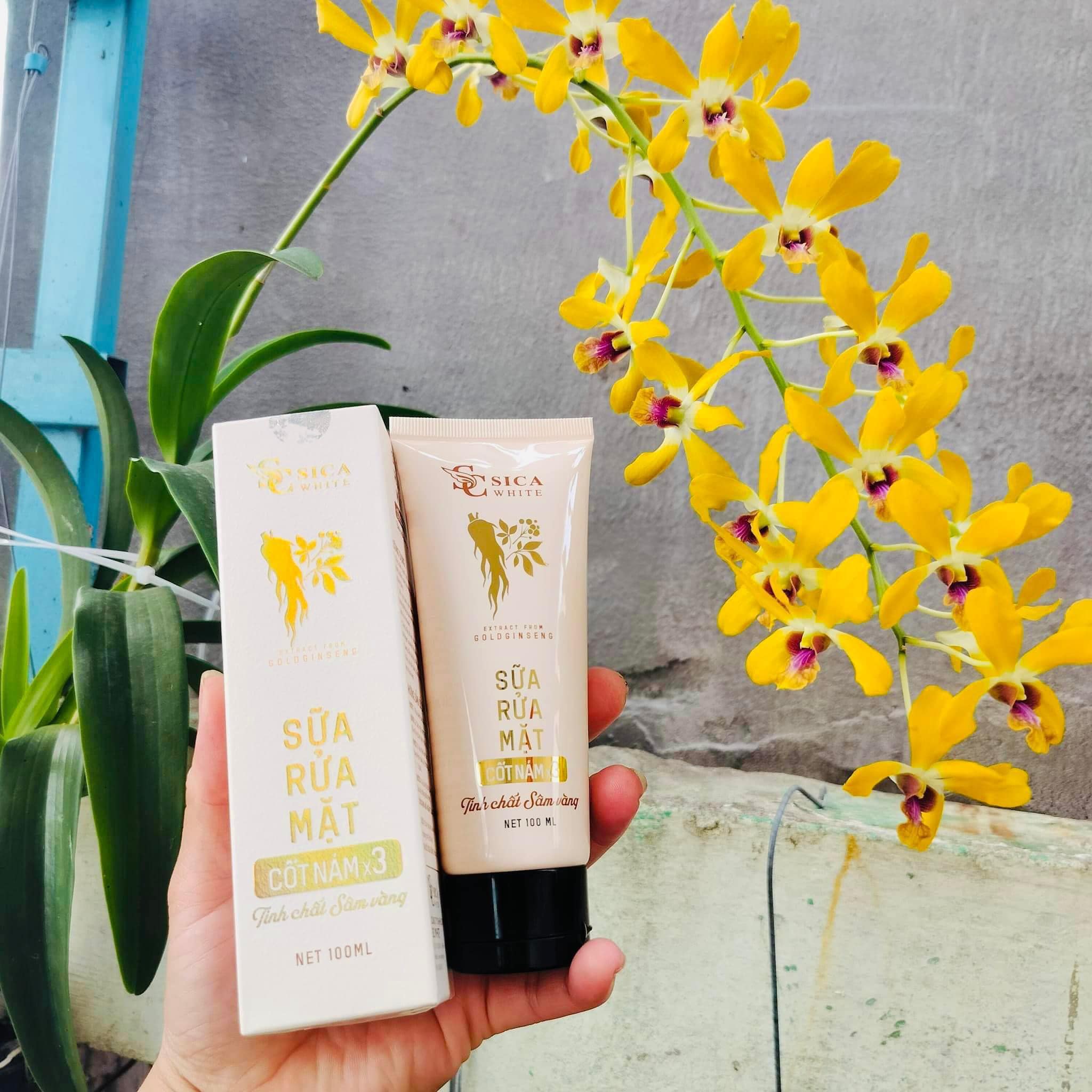 Nguồn sỉ sữa Rửa Mặt Sica White Cốt Nám X3 Tinh Chất Sen Vàng Nguồn sỉ sữa Rửa Mặt Sica White Cốt Nám X3 Tinh Chất Sen Vàng