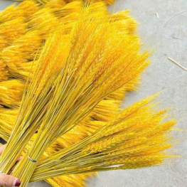 Set 2 Bó Bông Lúa - SET2BBNGLA