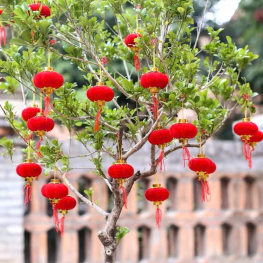 1 Bịt LỒNG ĐÈN NHUNG - Loại Bịt 20 Trái - 1BTLNGN