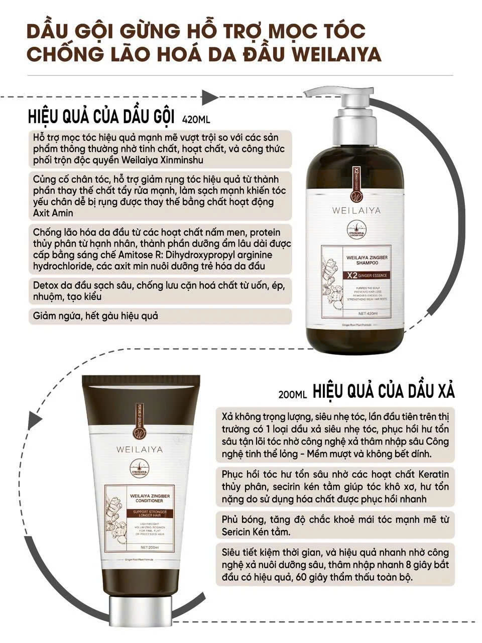 Weilaiya Bộ Dầu Gội Gừng Hỗ Trợ Mọc Tóc  Chống Lão Hóa Da Đầu Luxury 420ml x 200ml