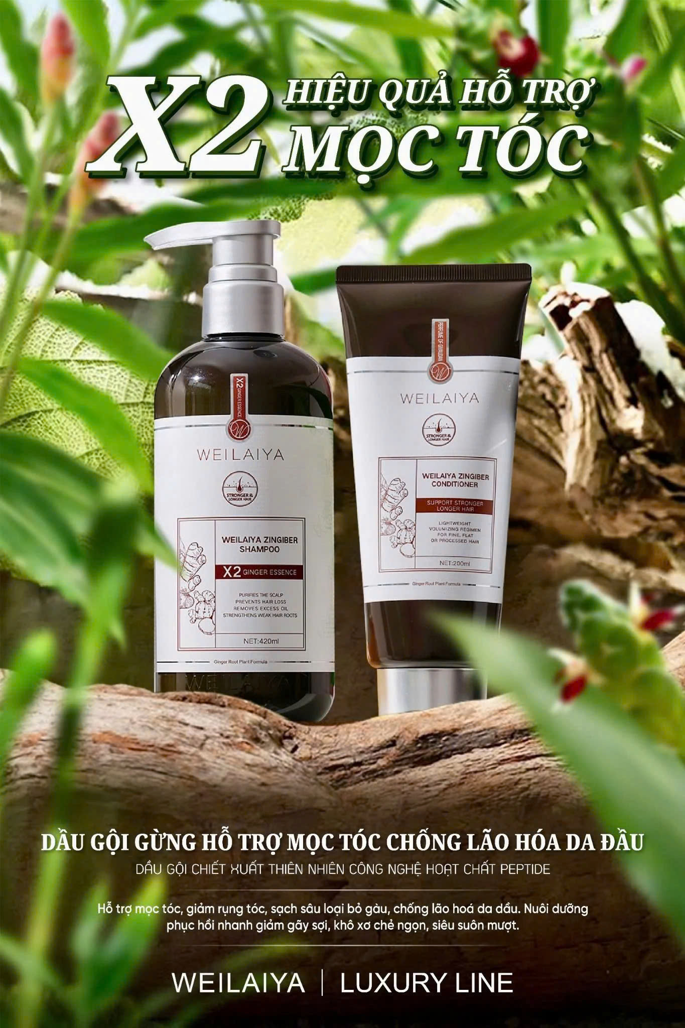 Weilaiya Bộ Dầu Gội Gừng Hỗ Trợ Mọc Tóc  Chống Lão Hóa Da Đầu Luxury 420ml x 200ml